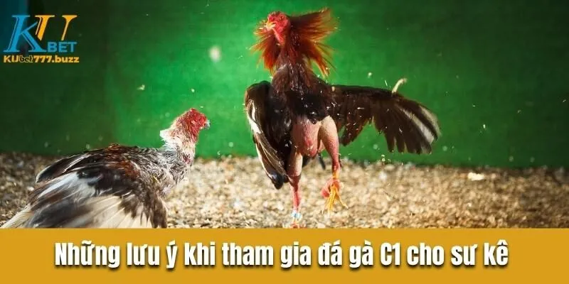 Những lưu ý quan trọng khi tham gia đá gà C1 cho sư kê 