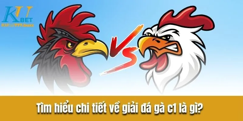 Tìm hiểu chi tiết về giải đá gà c1 là gì? 